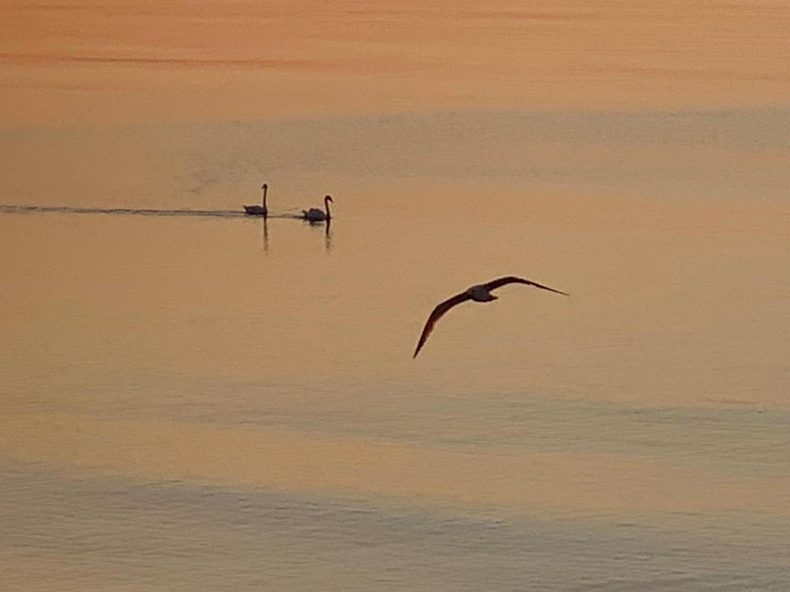Hotel Iulia Resort Venus Dış mekan fotoğraf